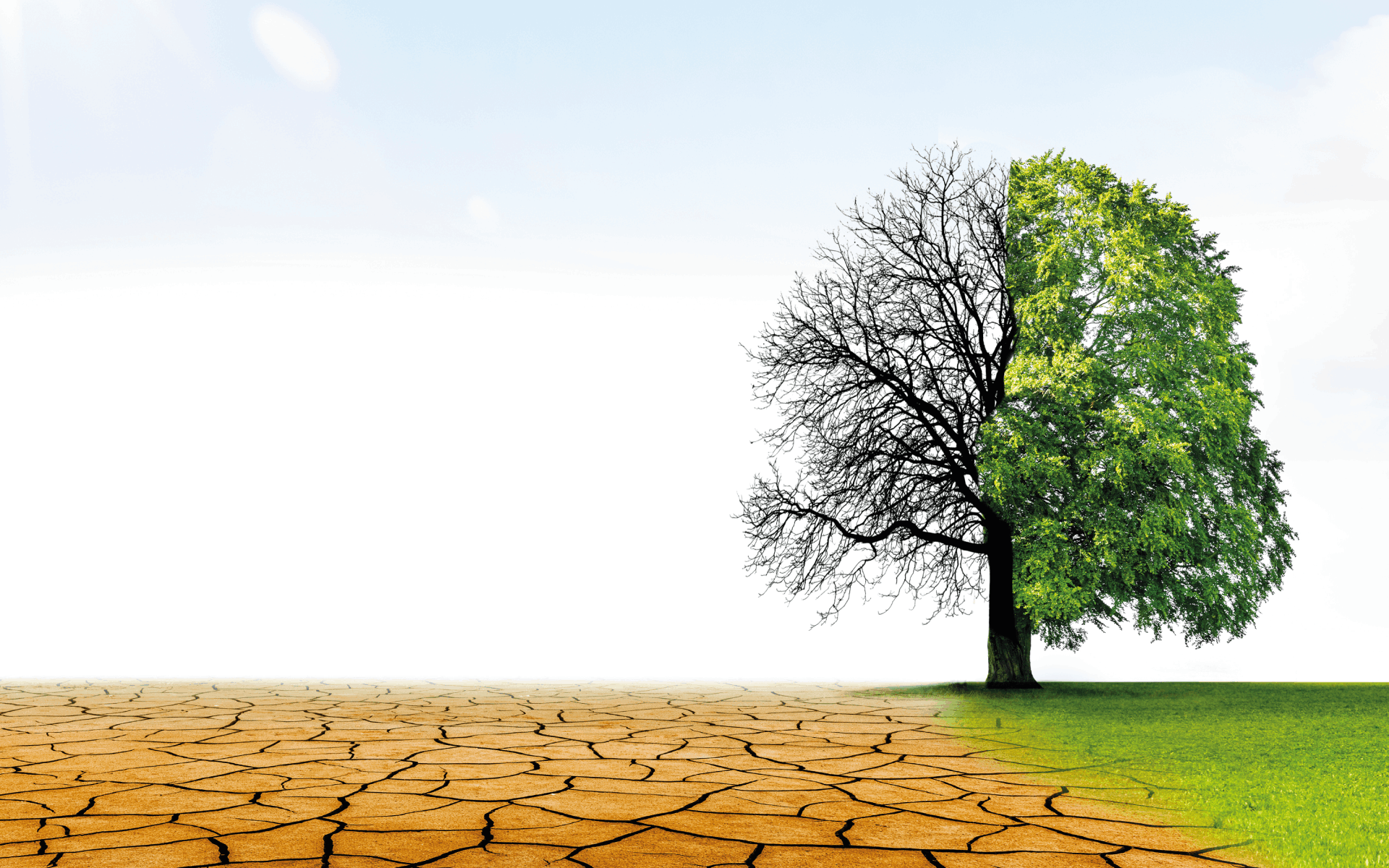 Habilitat - L'albero della riqualificazione